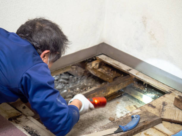 Best Mold Damage Repair  in Marysville, PA