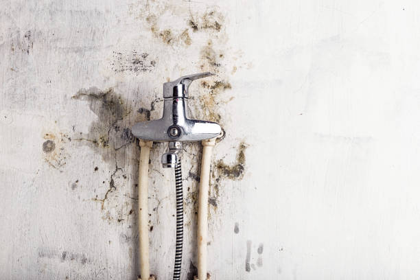Best Local Mold Removal Service  in Marysville, PA