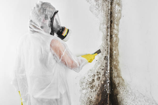 Best Mold Remediation Experts  in Marysville, PA