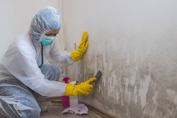 Best Mold Damage Repair  in Marysville, PA