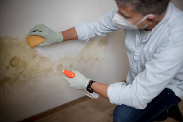 Best Emergency Mold Removal  in Marysville, PA