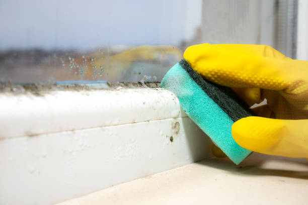 Best Affordable Mold Removal  in Marysville, PA