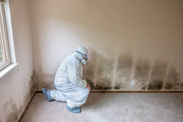 Best Best Mold Removal Companies  in Marysville, PA