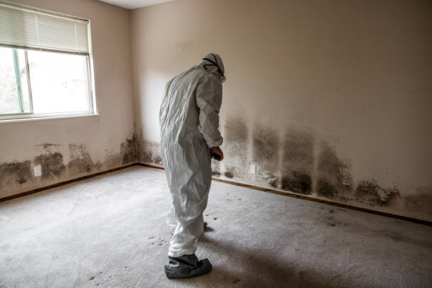Best Commercial Mold Removal  in Marysville, PA