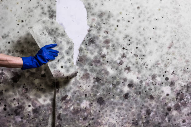 Best Attic Mold Removal  in Marysville, PA