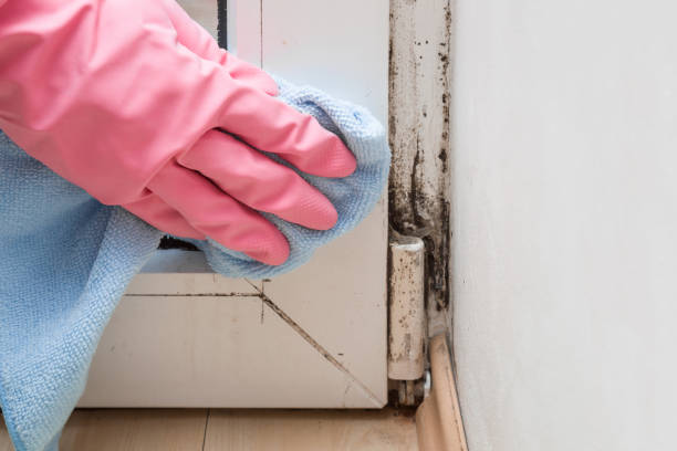 Best Commercial Mold Removal  in Marysville, PA