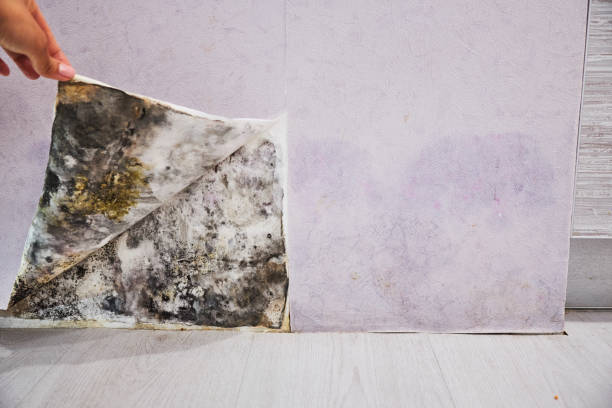 Best Certified Mold Removal  in Marysville, PA